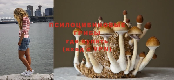 ПСИЛОЦИБИНОВЫЕ ГРИБЫ Абаза